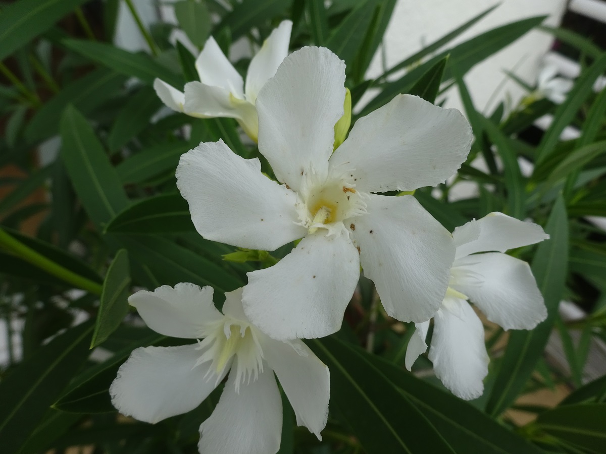 Nerium oleander (Apocynaceae)